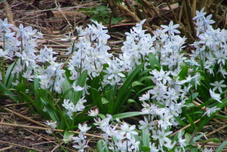 Scilla mischtschenkoanaStreephyacint bestellen